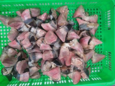 Móng bò giá sỉ